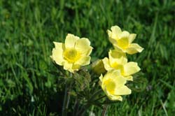 Pulsatilla sulphurea7